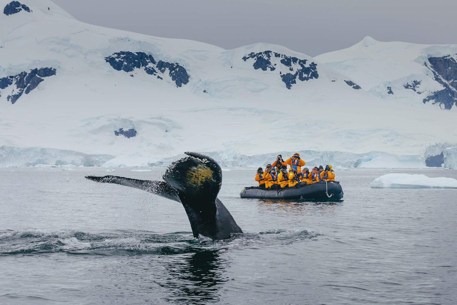 Whale fluke, Zodiac Cruising Antarctica